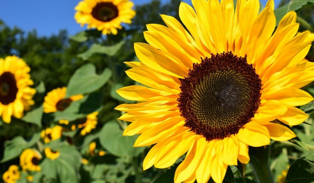 Girasole in casa? Scopri come coltivare questa pianta fai-da-te